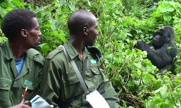 rangers-gorilla_1121411i