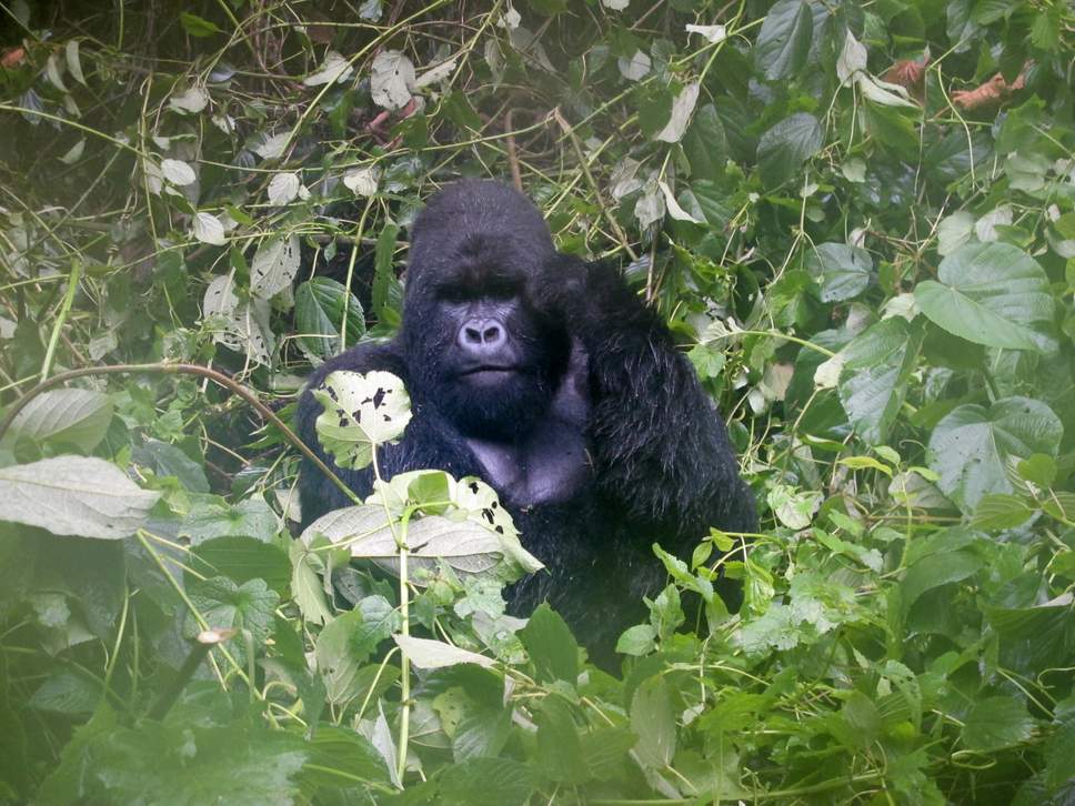 virunga-park-congo-0.jpg