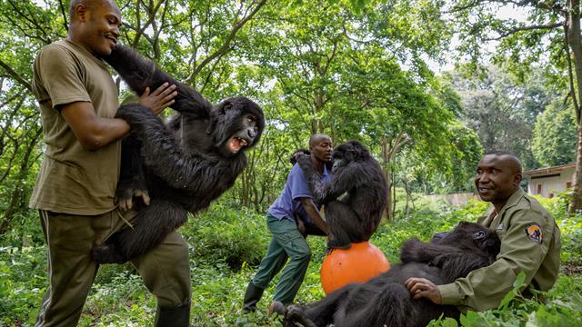 Virunga_640x360_704723523847