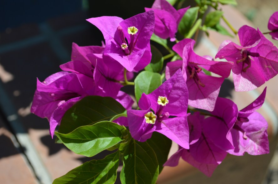 BV-01-Bougainvillea-Royal-Purple.jpg